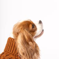 Tata´s Concept Dog Sweater Brown - 2