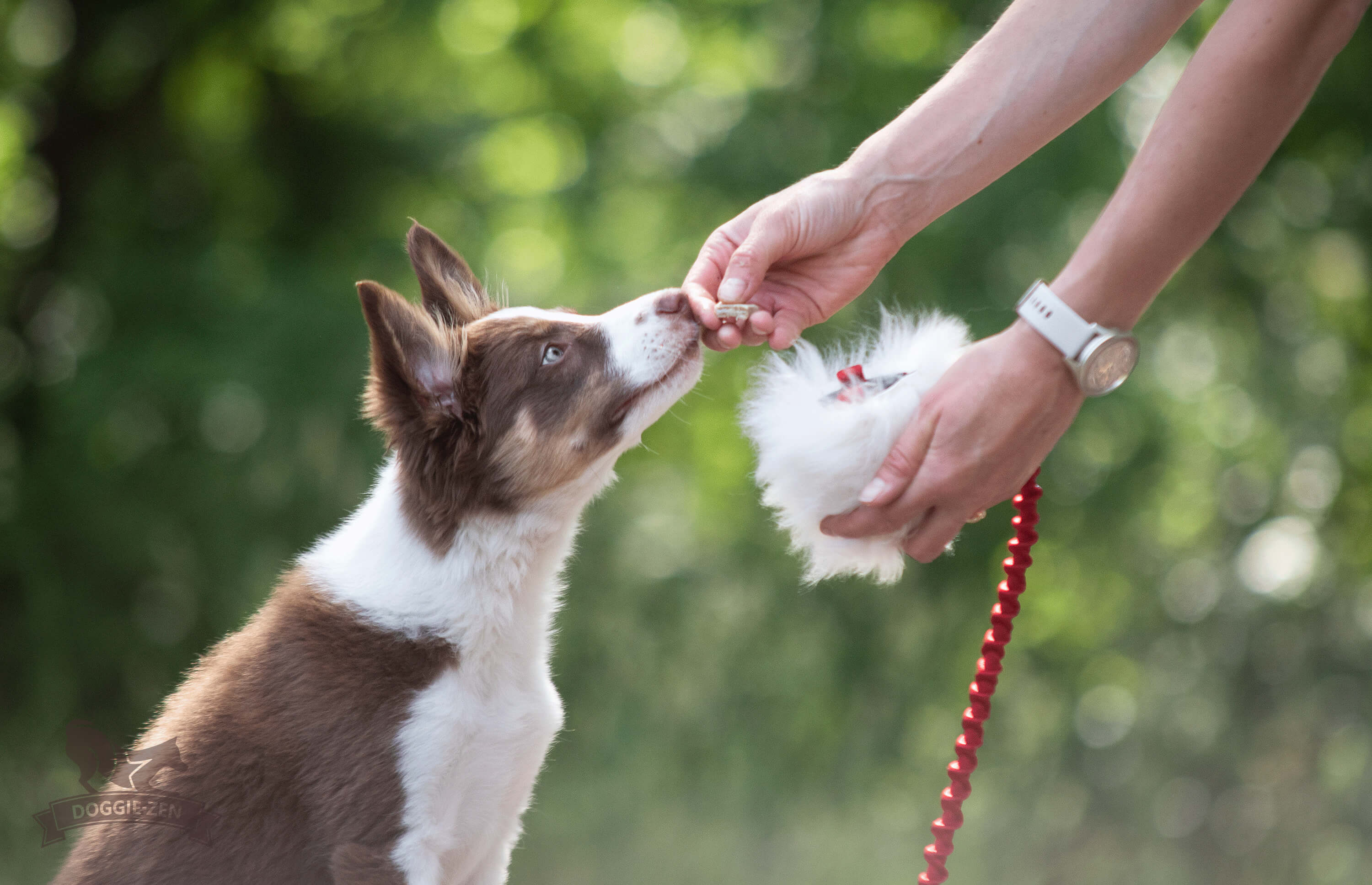 Bungee Treat Tug Sheepskin S - 6