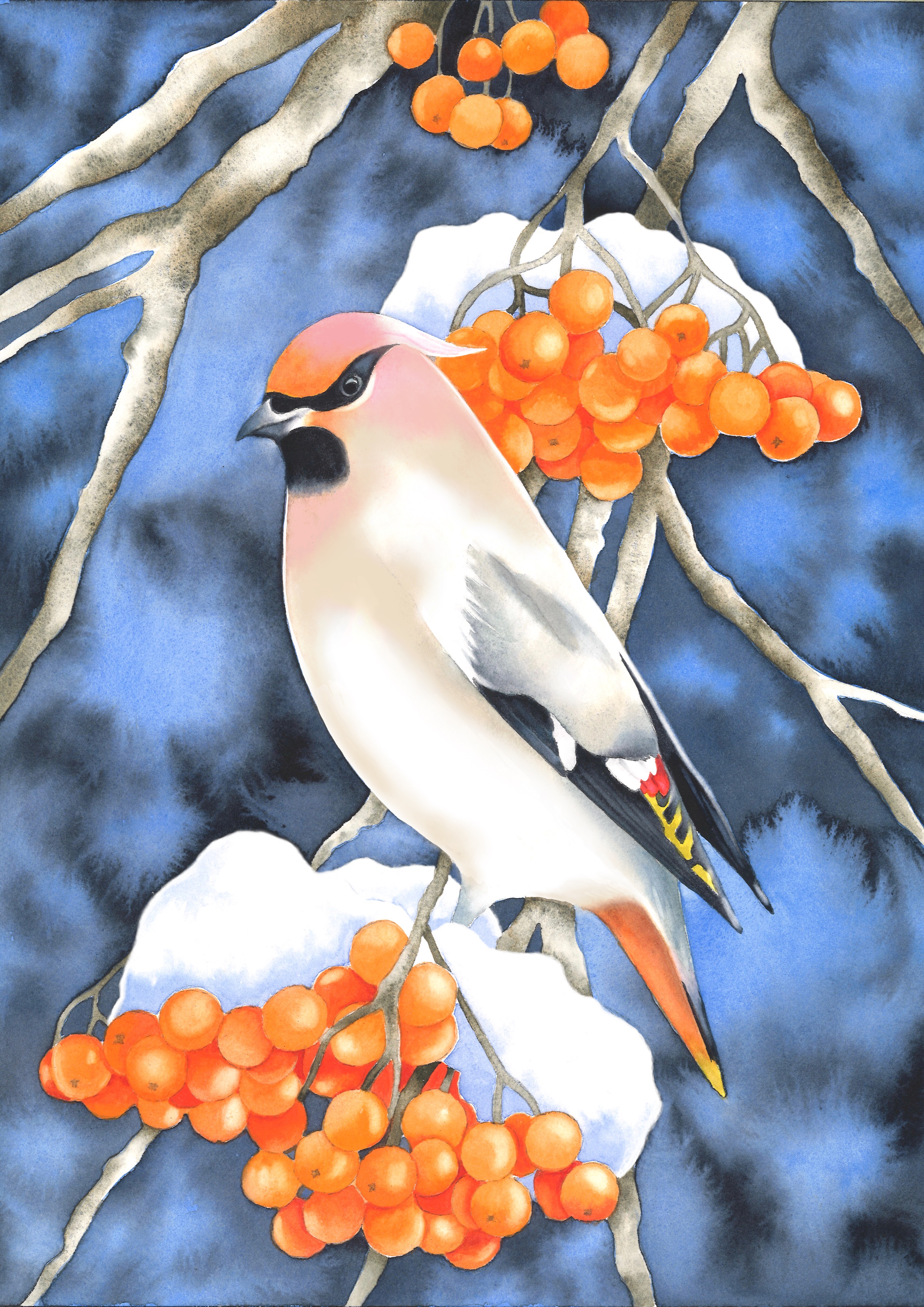 Fine art print "Sidensvans" a4 / a3