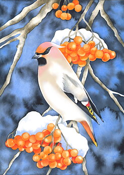 Fine art print "Sidensvans" a4 / a3