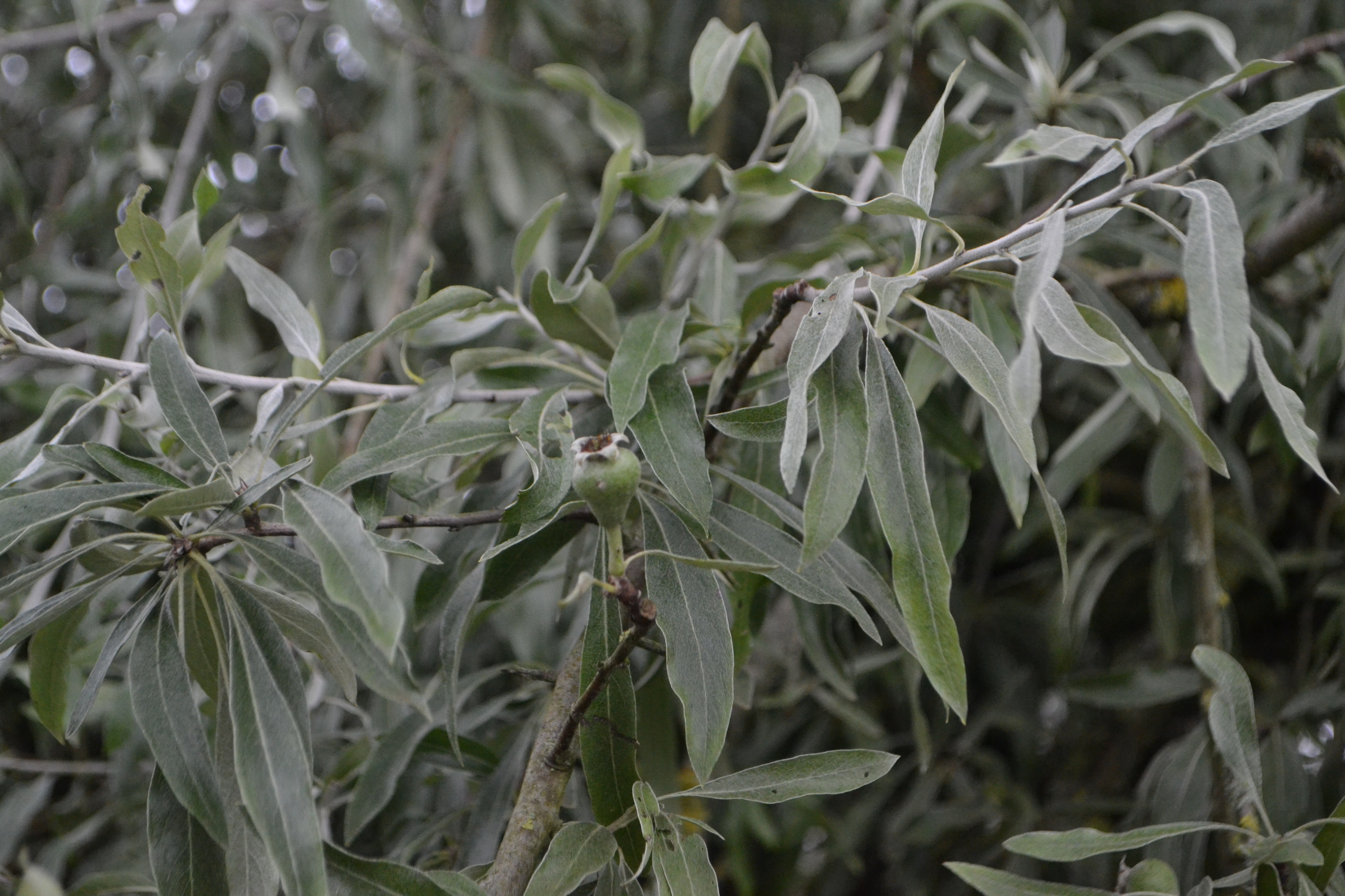 Silverpäronträd Pyrus salicifolia Pendula 60 cm 