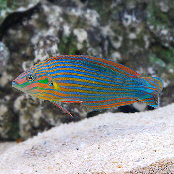 Halichoeres melanurus
