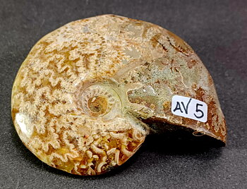 Polerad Ammonit - AV5