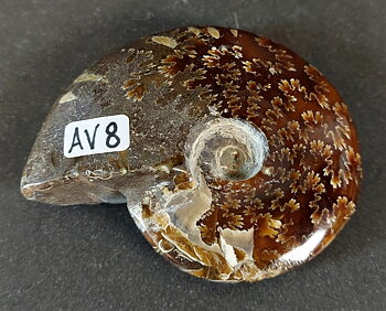 Polerad Ammonit - AV8