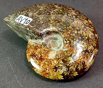 Polerad Ammonit - AV10