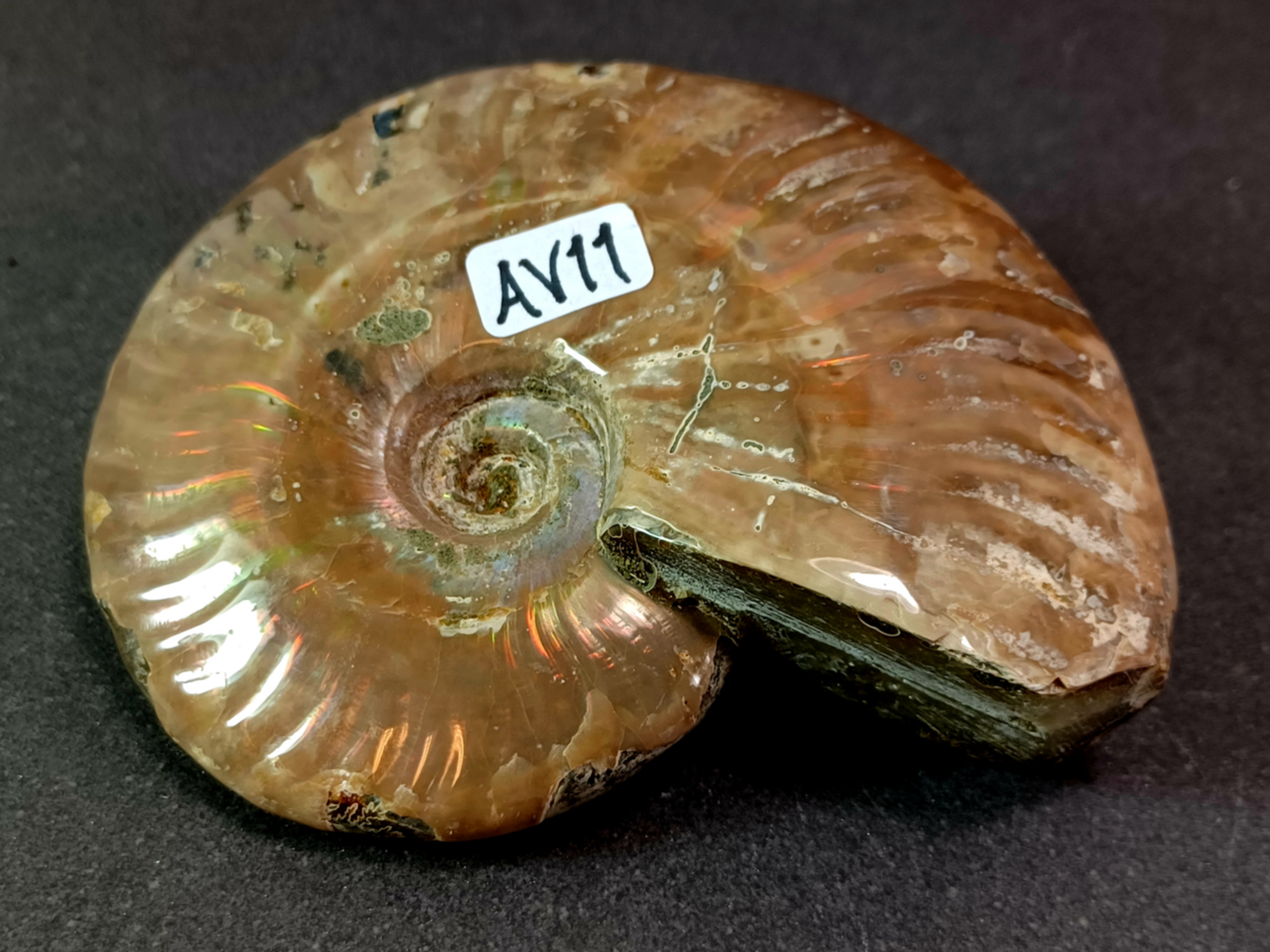 Polerad Ammonit - AV11