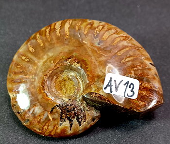 Polerad Ammonit - AV13