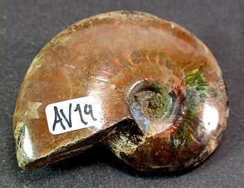 Polerad Ammonit - AV14