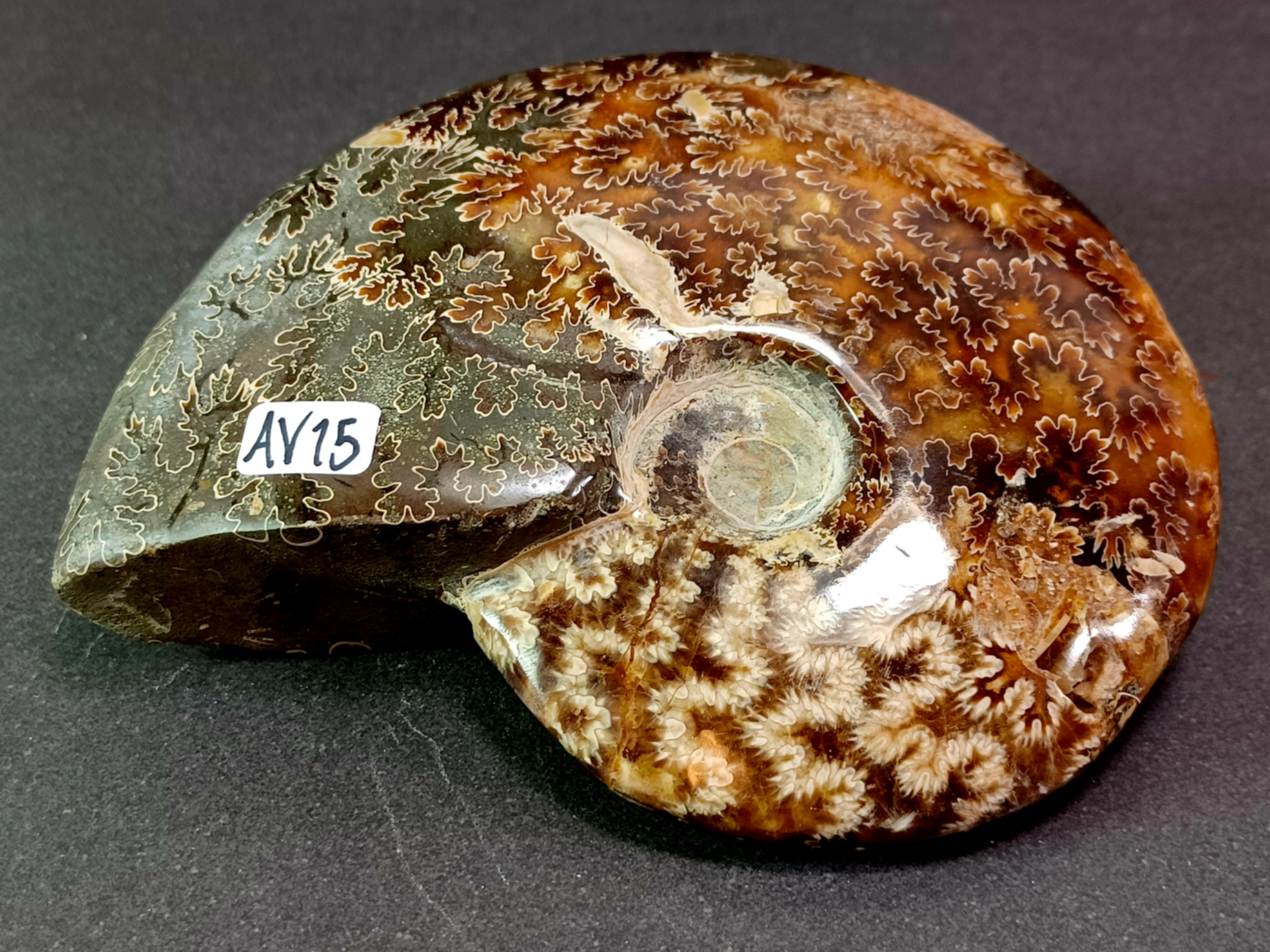 Polerad Ammonit - AV15