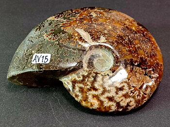 Polerad Ammonit - AV15