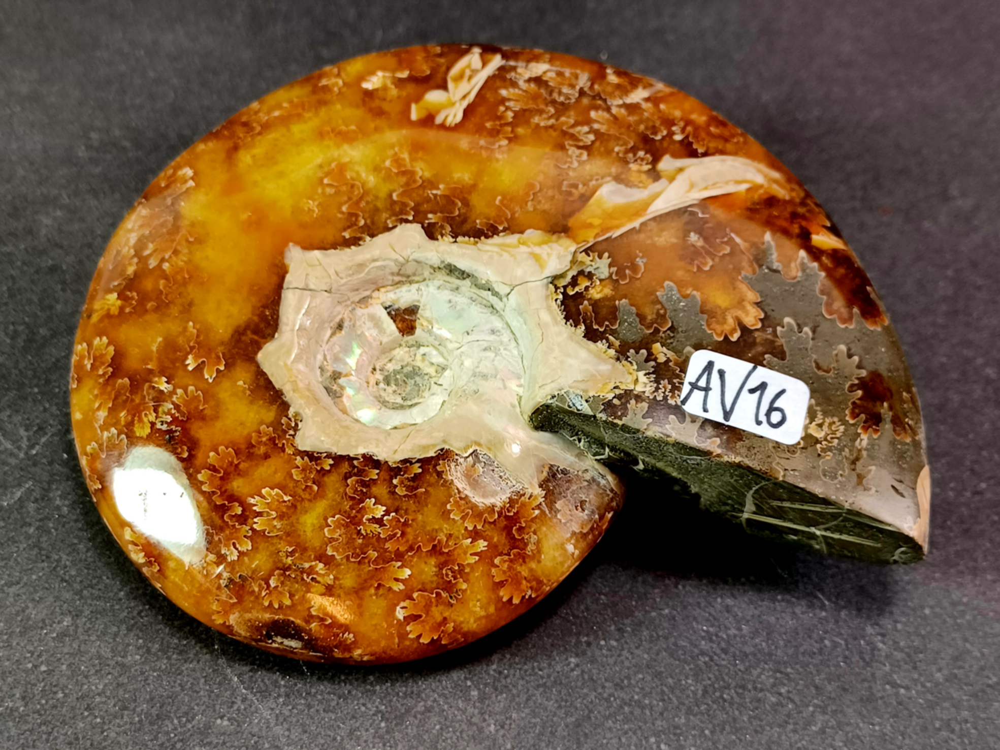 Polerad Ammonit - AV16