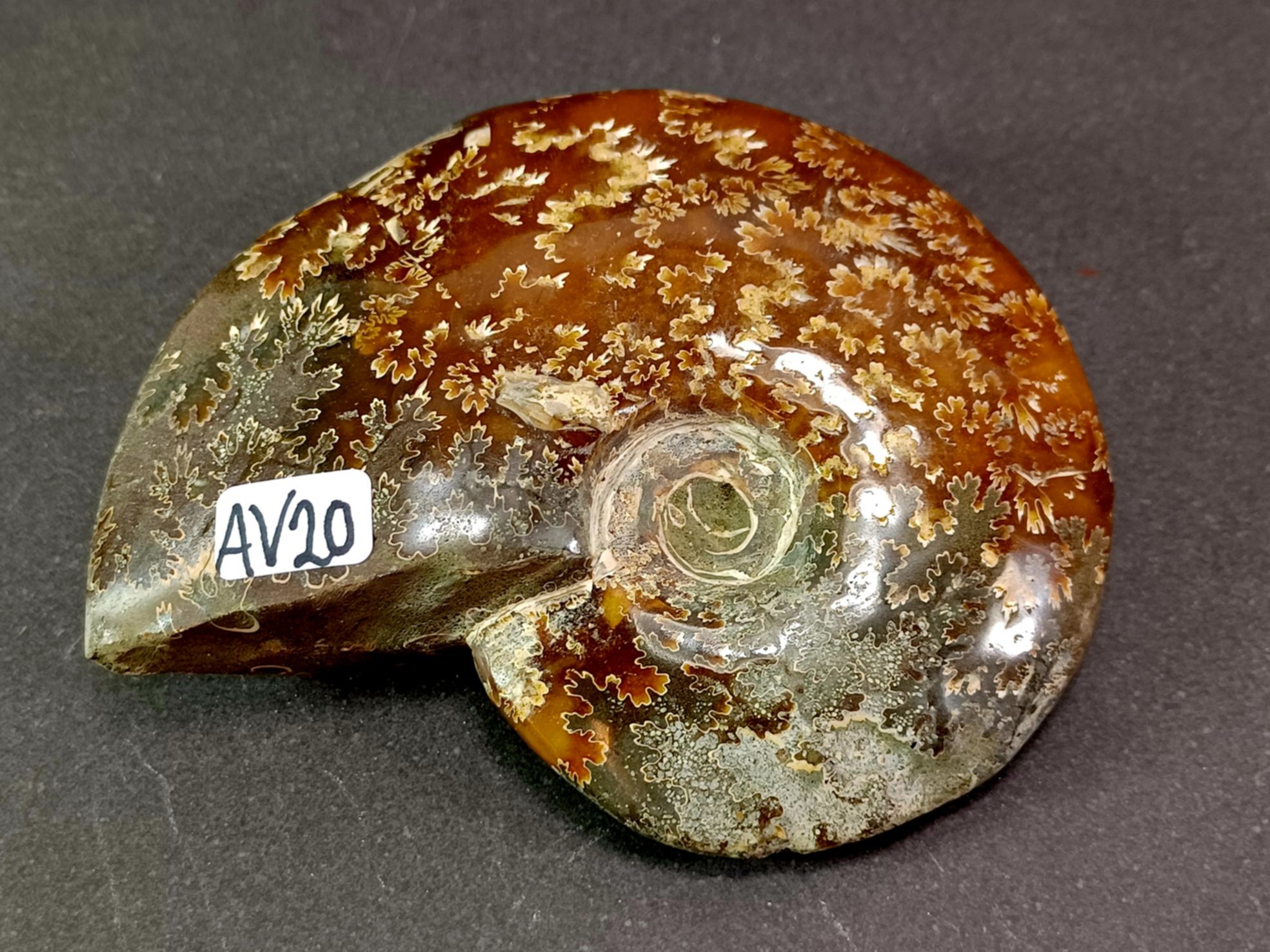 Polerad Ammonit - AV20