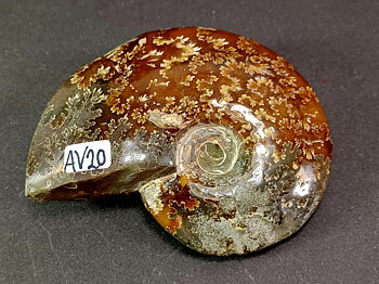 Polerad Ammonit - AV20