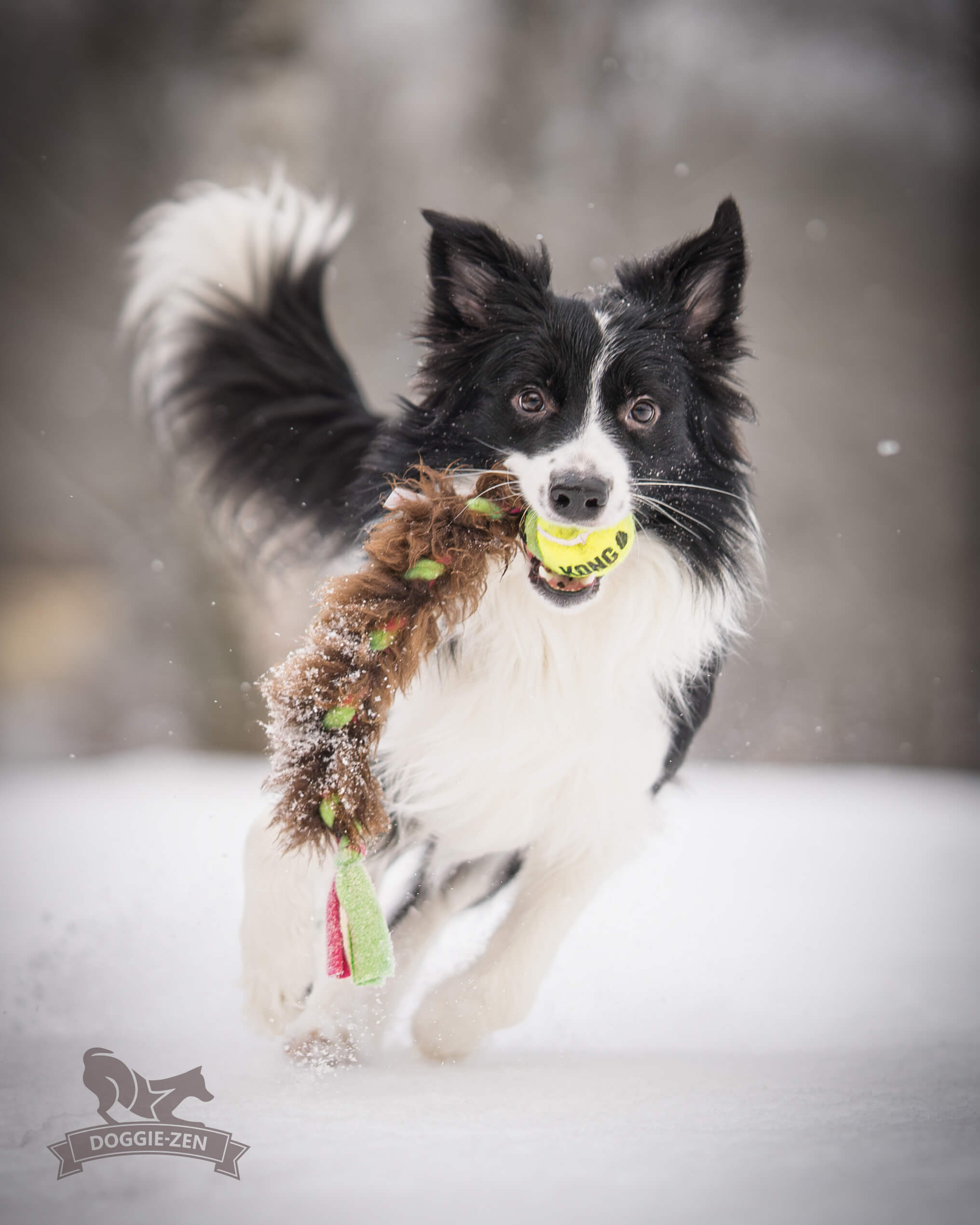 Fleece 'n Sheepskin Braid with KONG Air Squeaker Ball