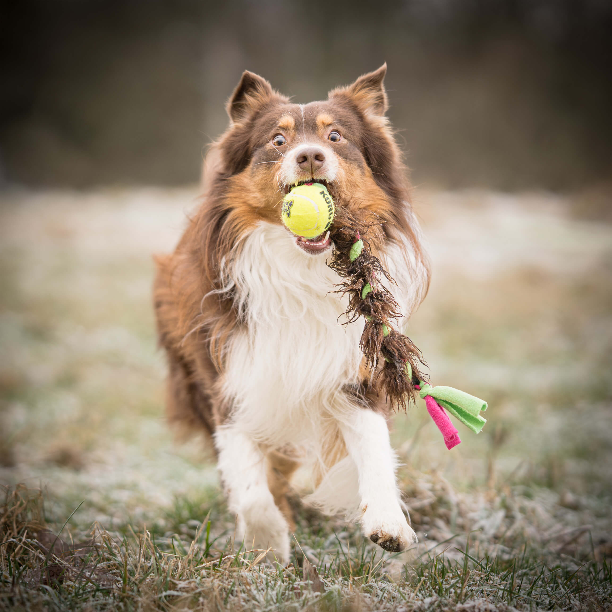 Fleece 'n Sheepskin Braid with KONG Air Squeaker Ball - 3