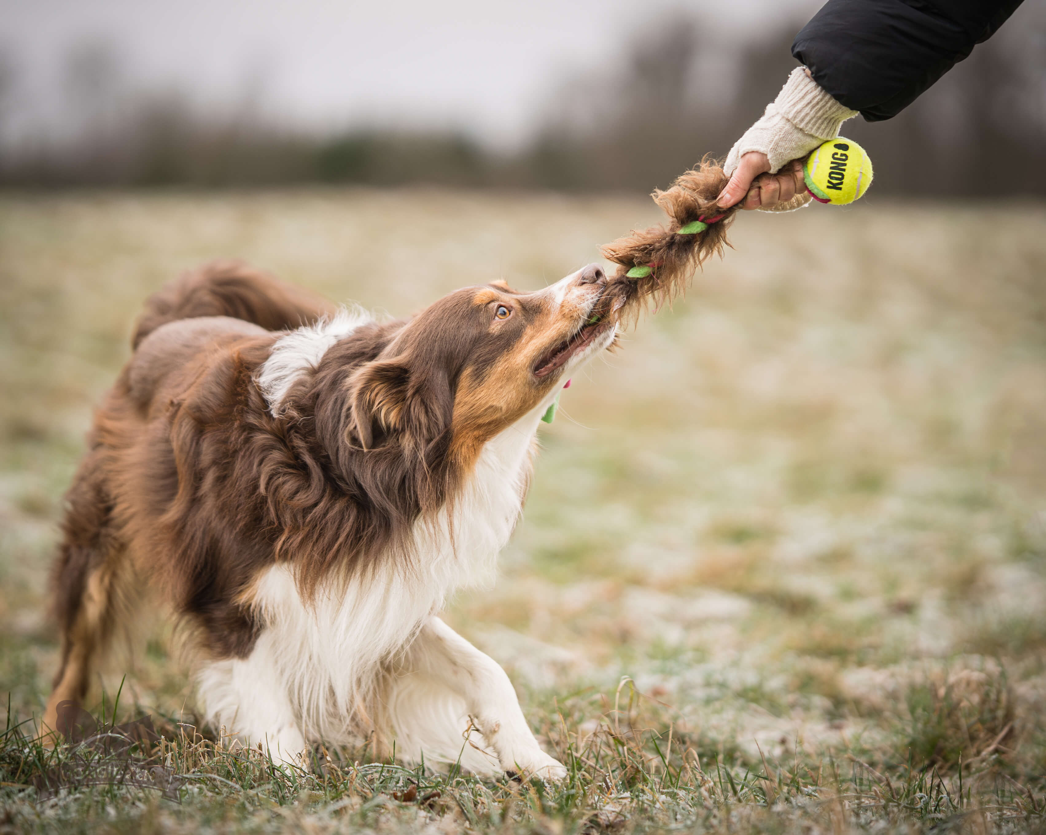 Fleece 'n Sheepskin Braid with KONG Air Squeaker Ball - 5