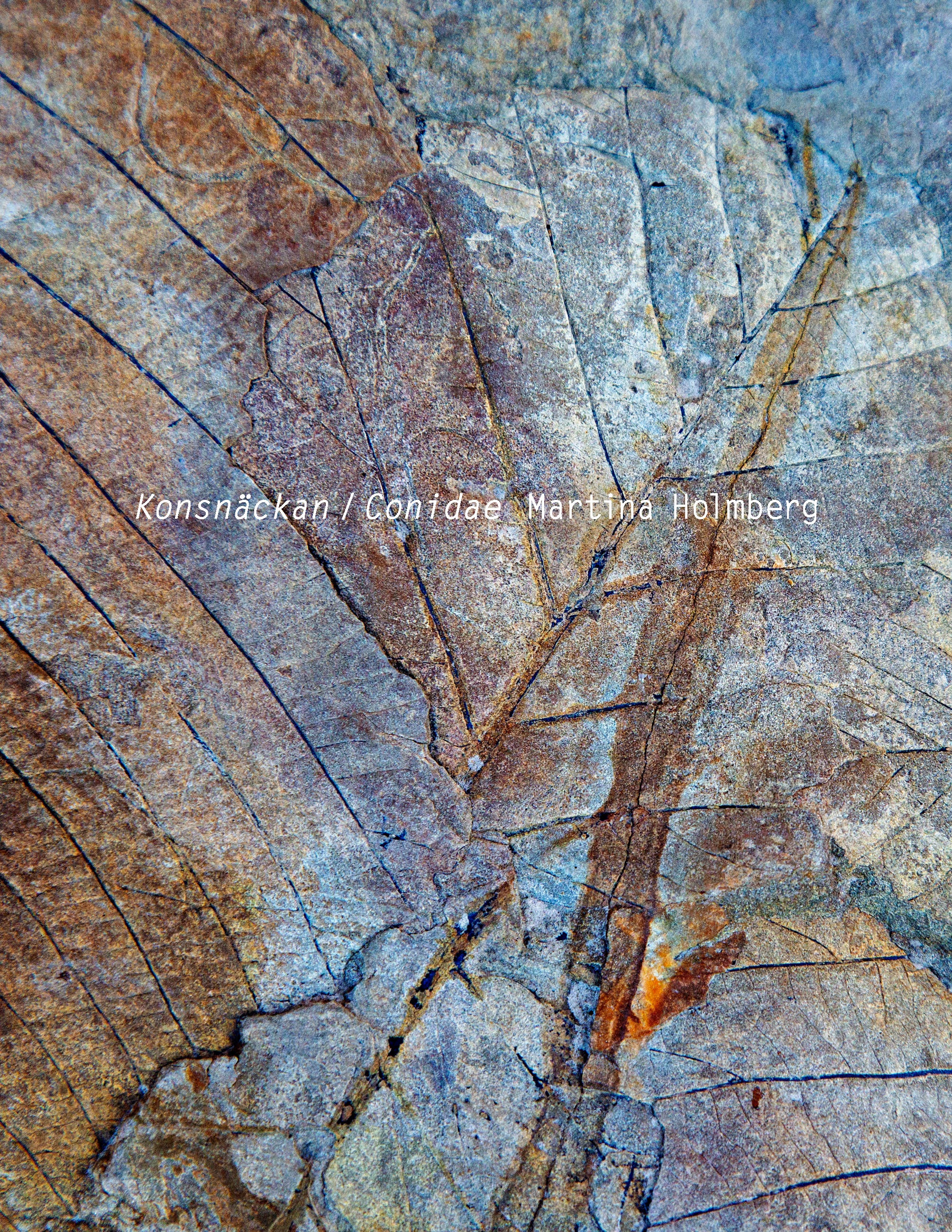 Martina Holmberg - Konsnäckan / Conidae