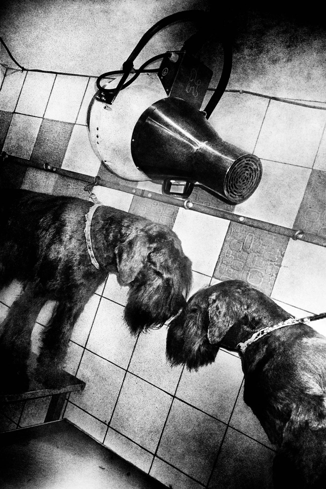 Anders Petersen - Napoli - 5
