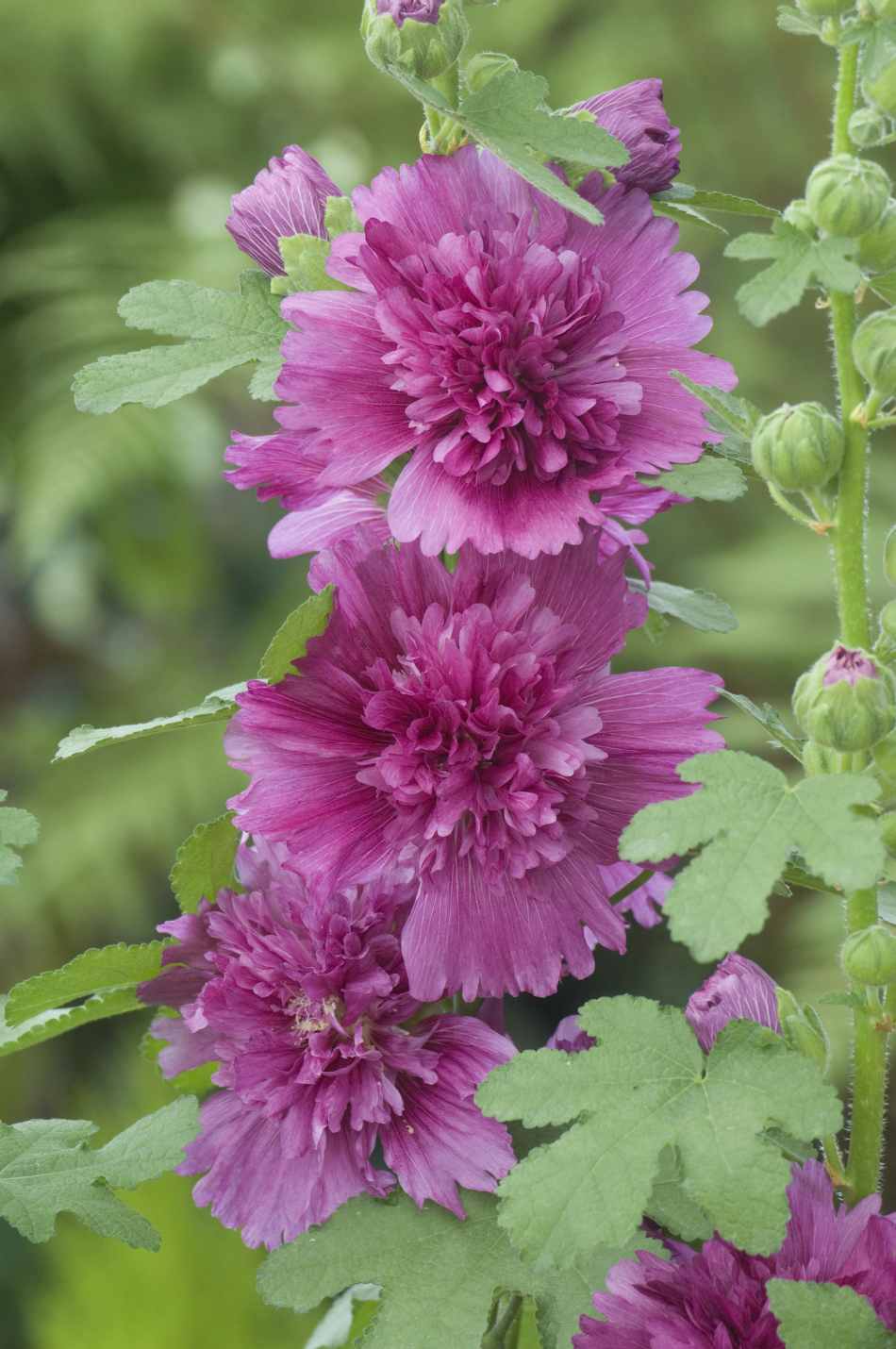 Stockros Spring Celebrity Purple, 5 frö
