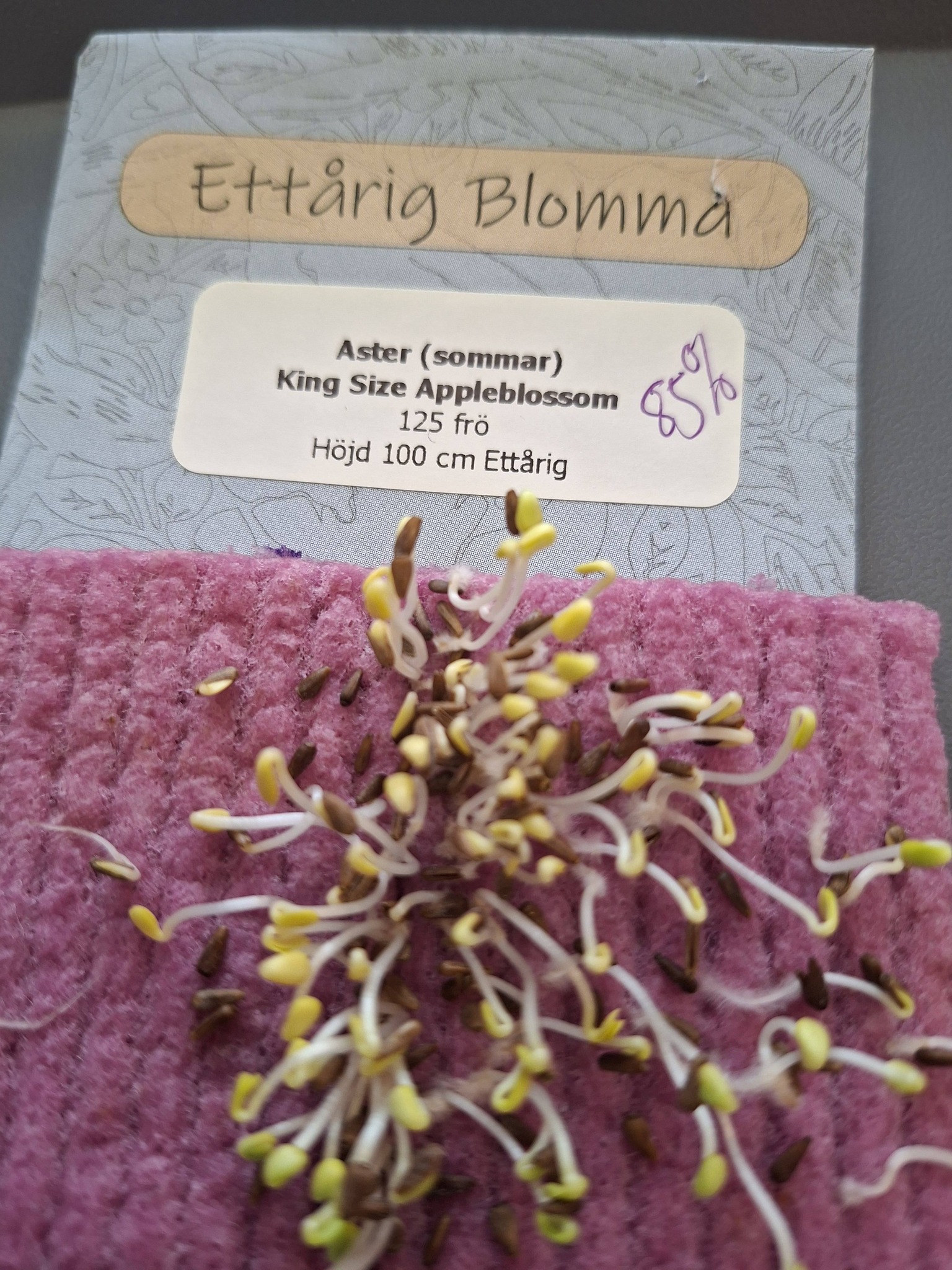 Aster King Size Appleblossom 125 frö - 2