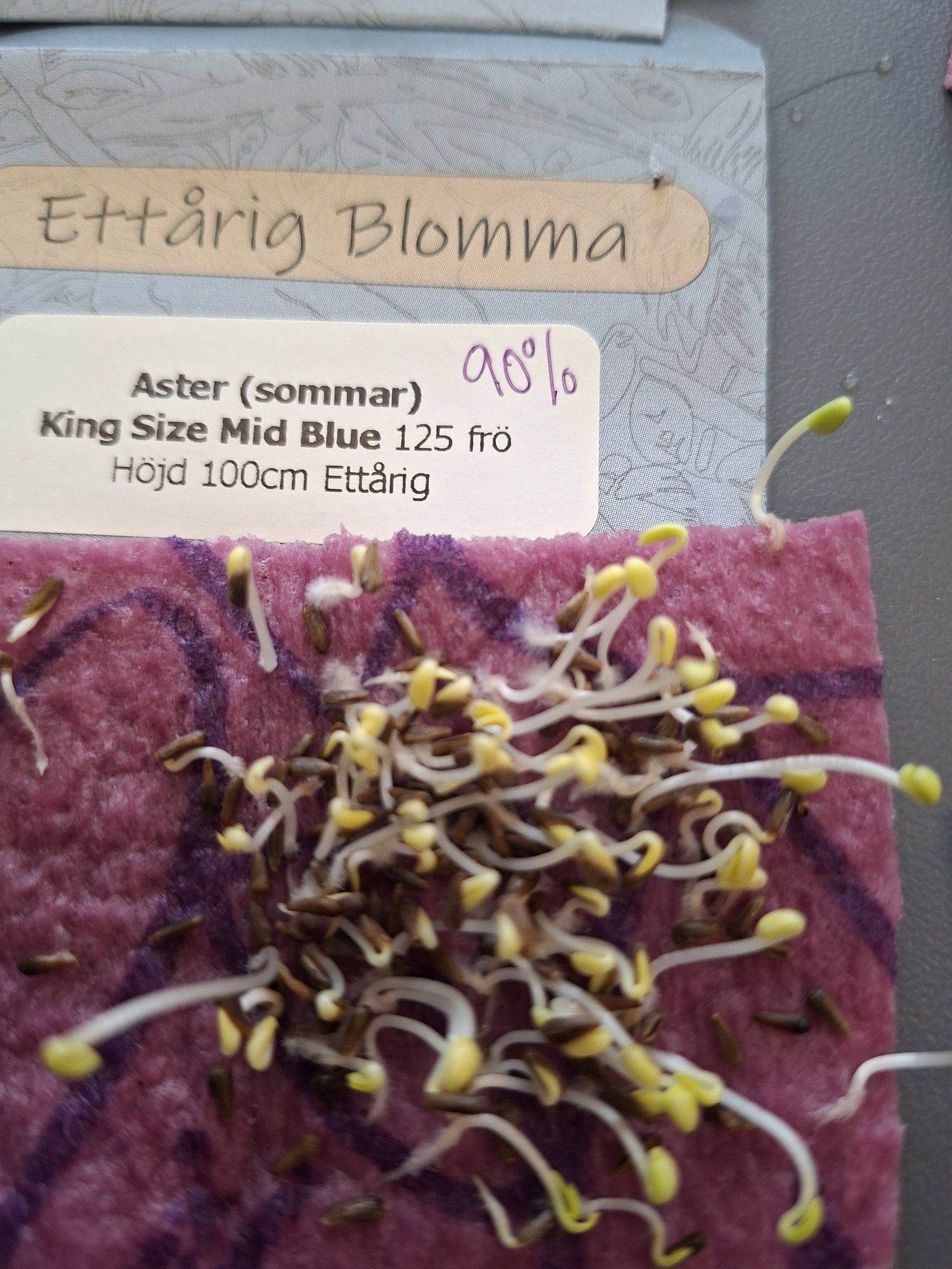 Aster King Size Mid Blue 125 frön - 2