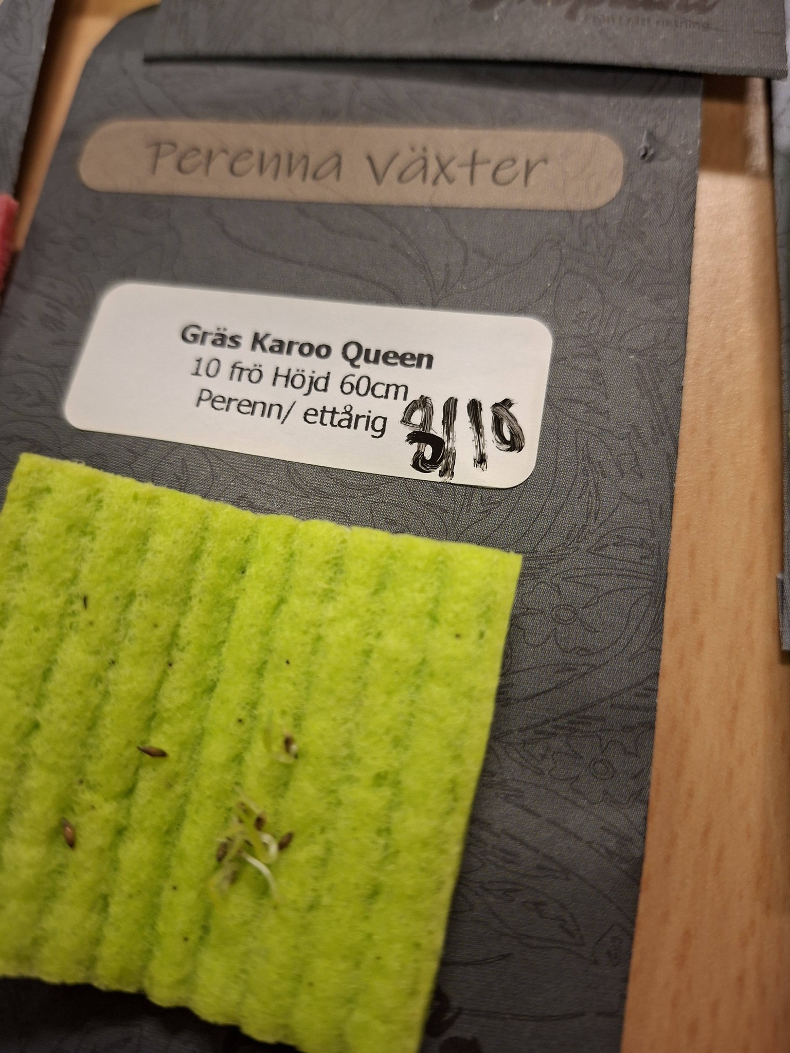 Gräs Melinis Karoo Queen 10 frö - 2