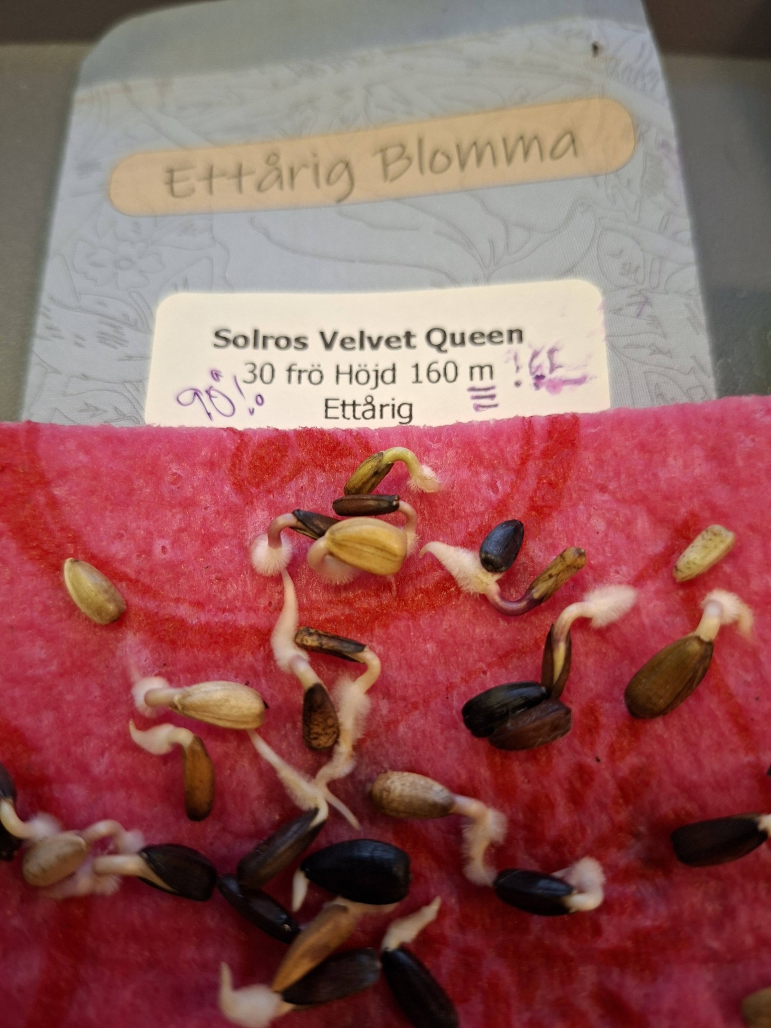 Sävar fröplant - Solros Velvet Queen 30 frö