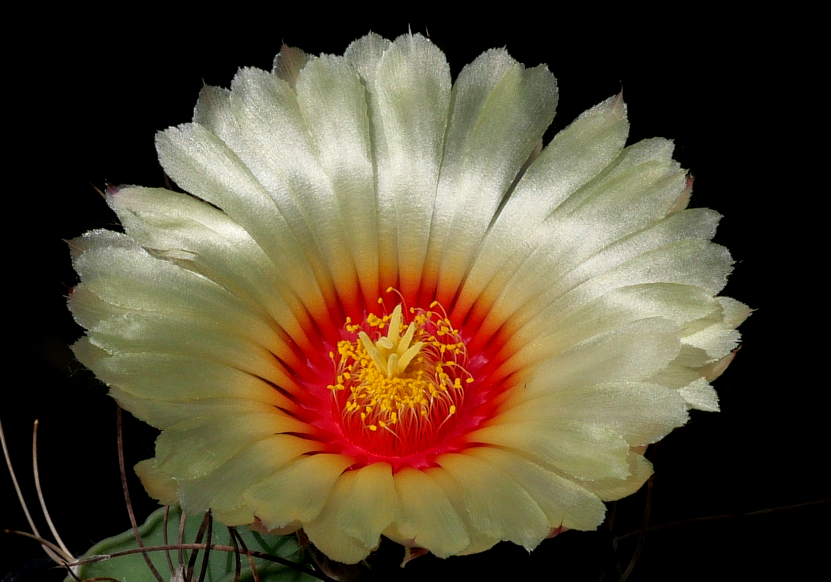 Astrophytum senile MZ 120 (Cerro Bola, Mex)