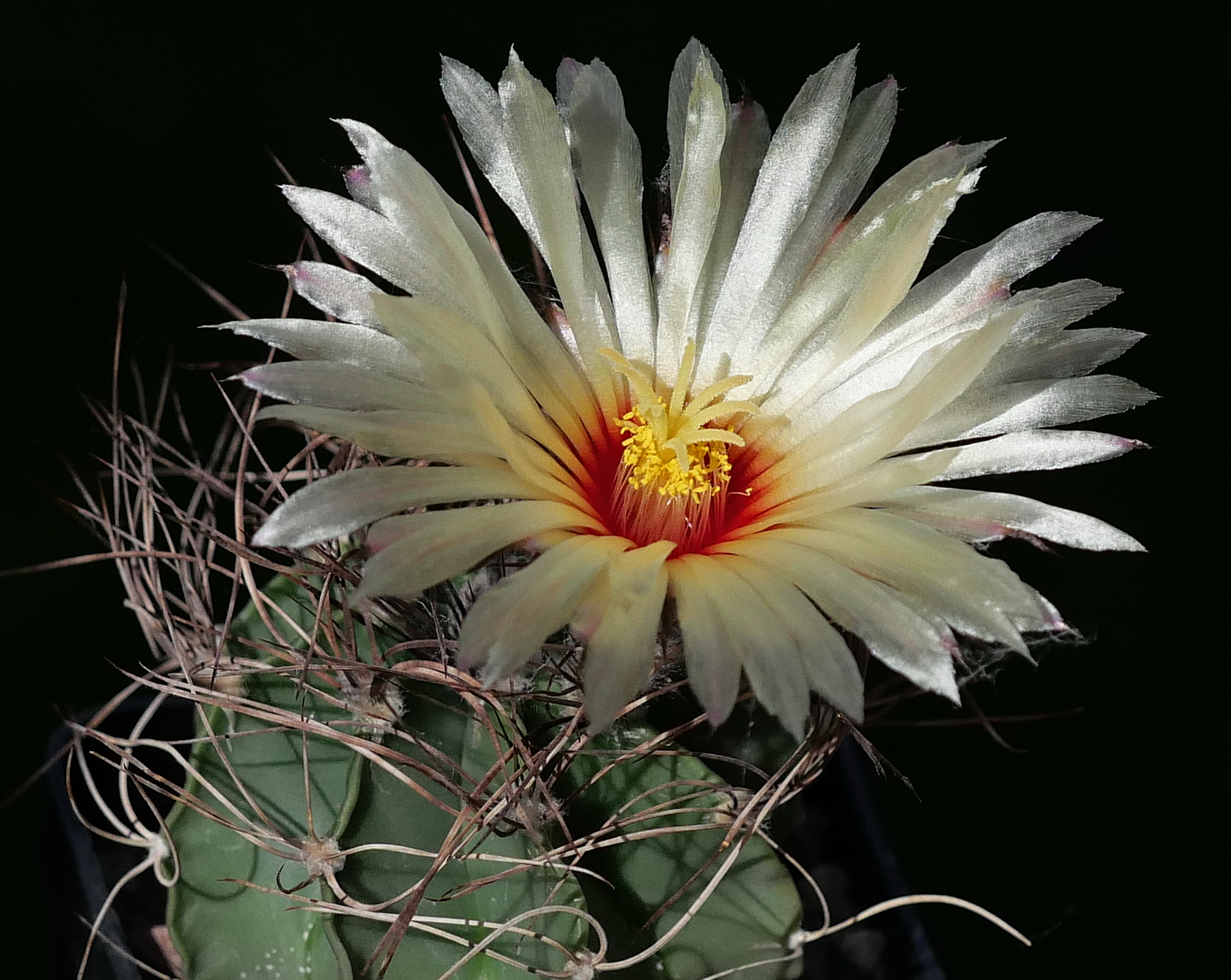 Astrophytum senile RS 747 (Cerro Bola, Mex)
