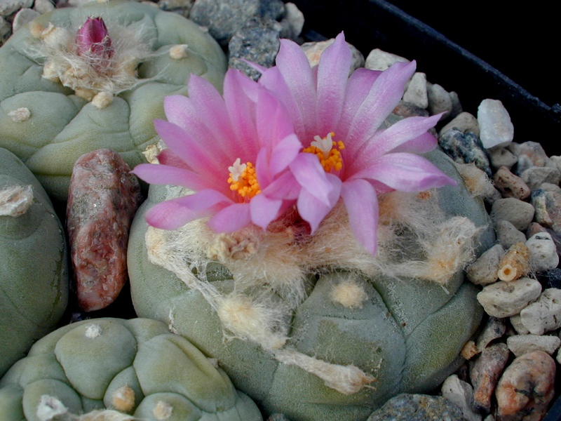 Lophophora fricii VM 680 (El Amparo)