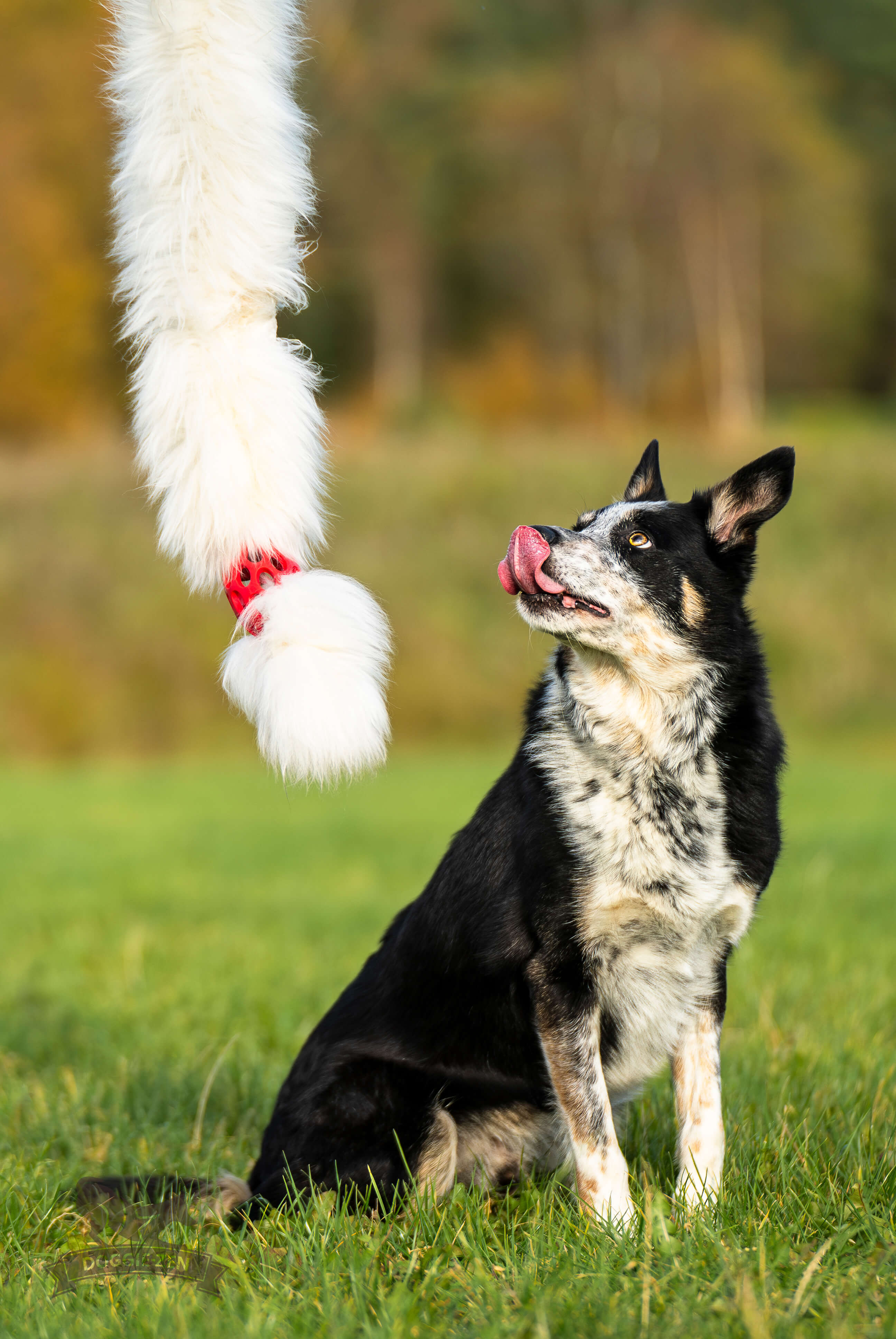 Bungee Hol-ee Comet Chaser Tug L Sheepskin - 3
