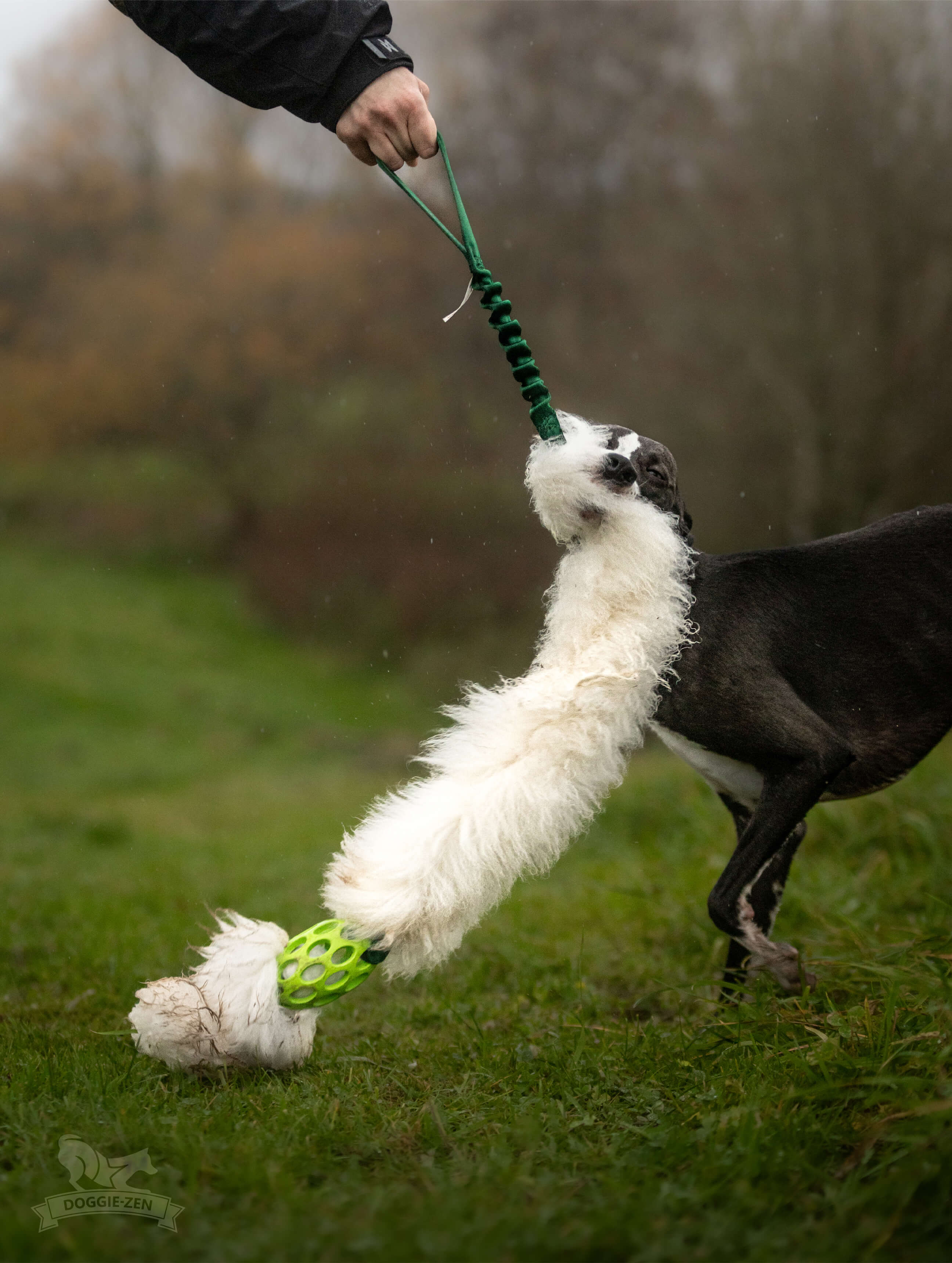 Bungee Hol-ee Comet Chaser Tug L Sheepskin - 2