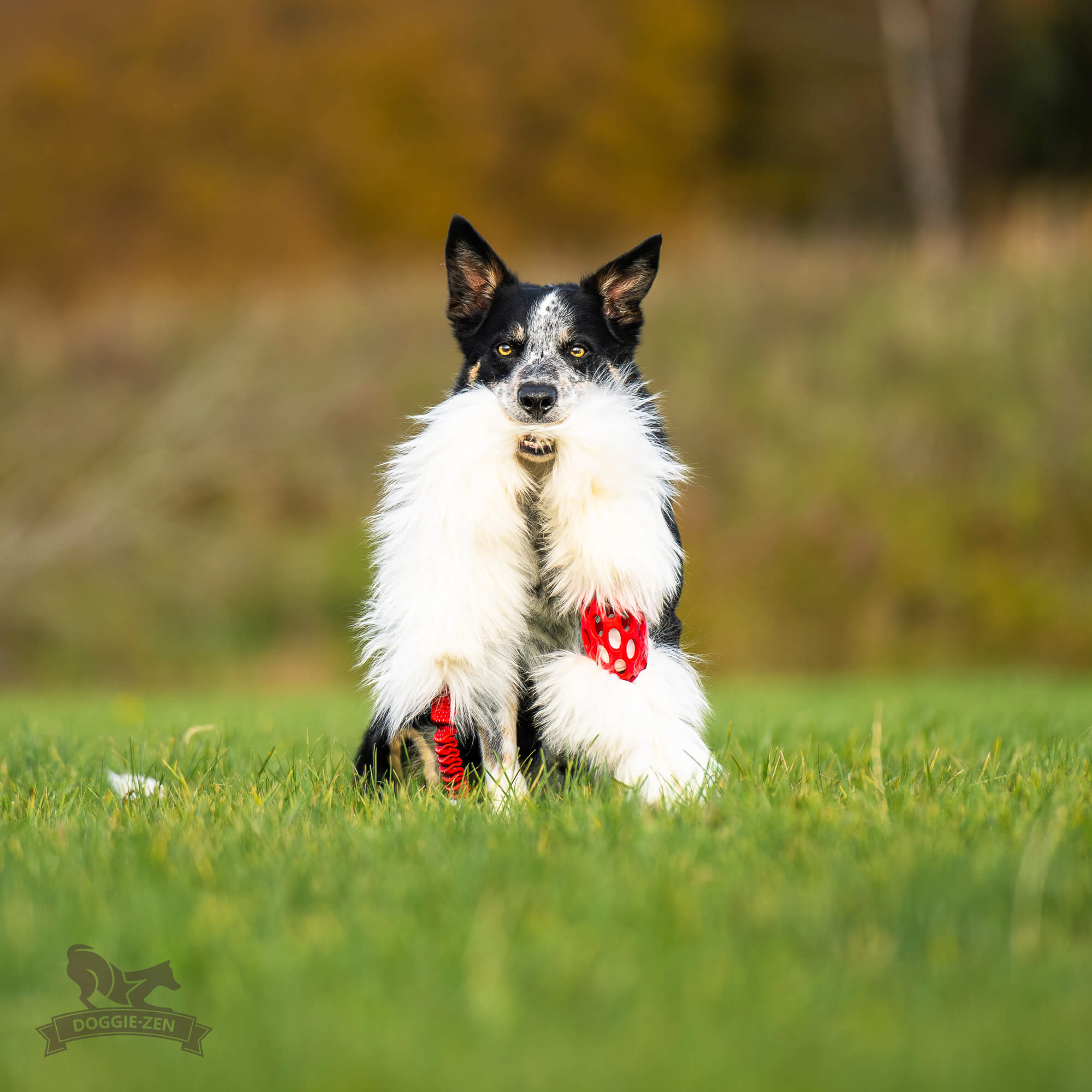 Bungee Hol-ee Comet Chaser Tug L Sheepskin - 5