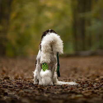 Bungee Hol-ee Comet Chaser Tug L Sheepskin