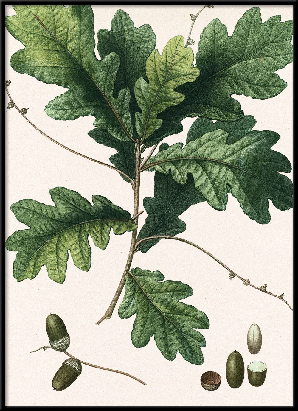 Tavla Quercos racmosa 