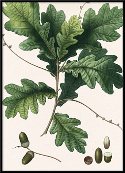 Tavla Quercos racmosa 