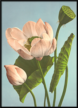Tavla  Triple Lotus