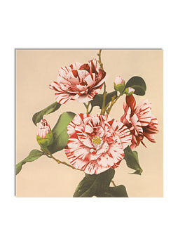 Tavla  Striped Camelias