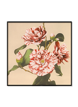 Tavla  Striped Camelias