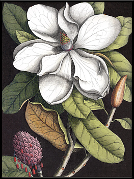 Tavla Blooming white Magnolia inkl. ram