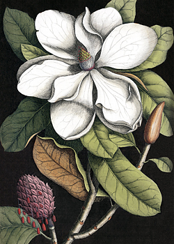 Tavla Blooming white Magnolia inkl. ram