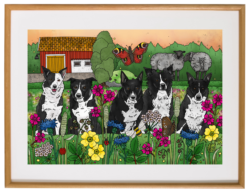 Affisch Fem border collies, 30x40 cm
