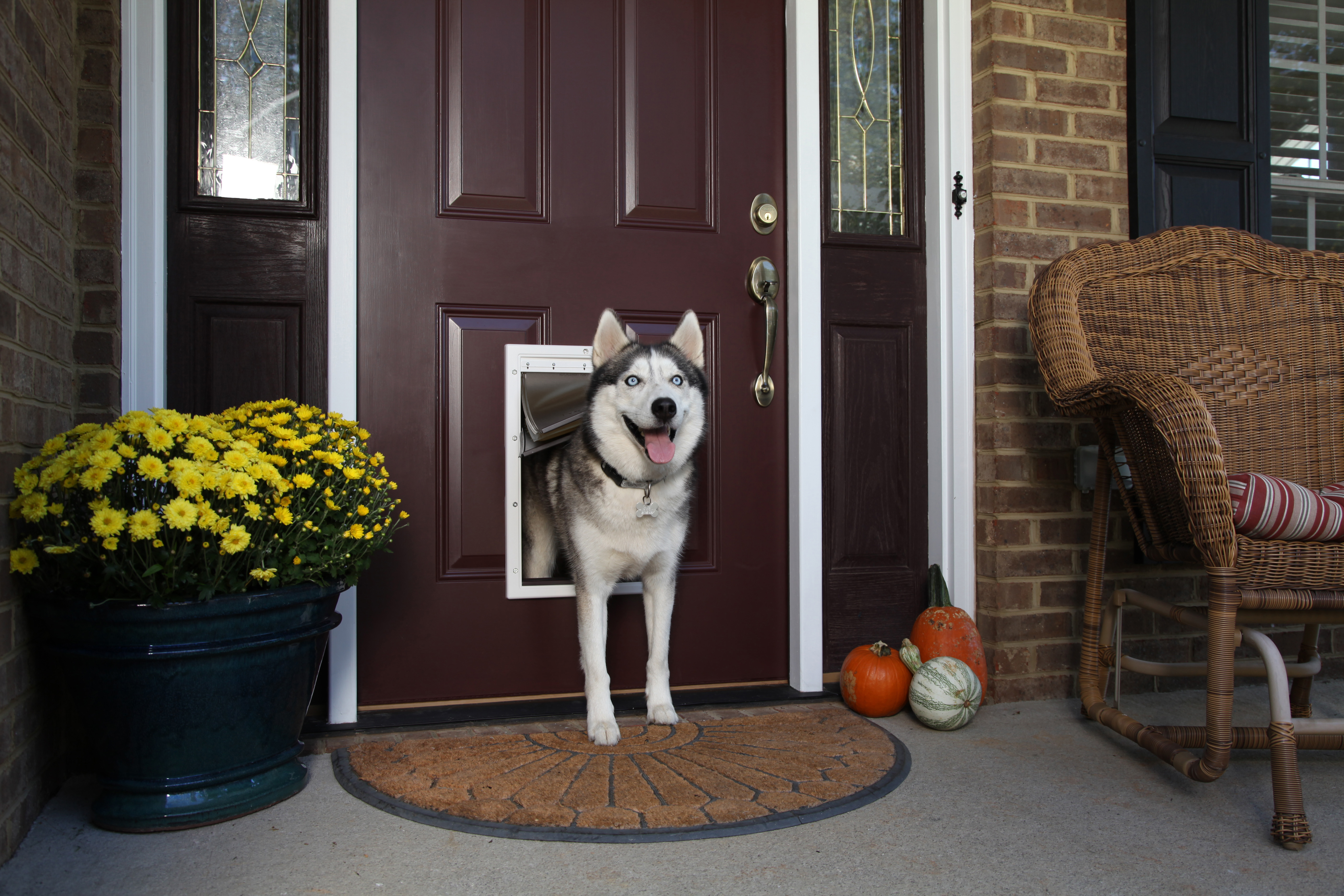 Petsafe Extreme Weather Door - Large 