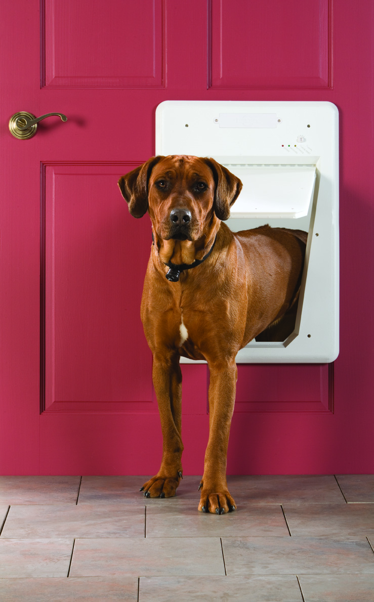Electronic dog door large clearance