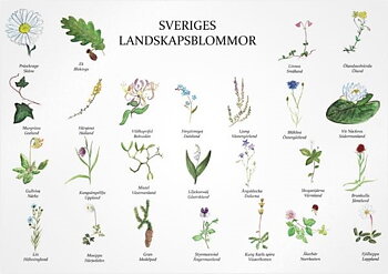 Vykort A5 "Sveriges Landskapsblommor"