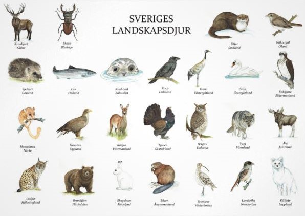 Vykort A5 "Sveriges Landskapsdjur" 