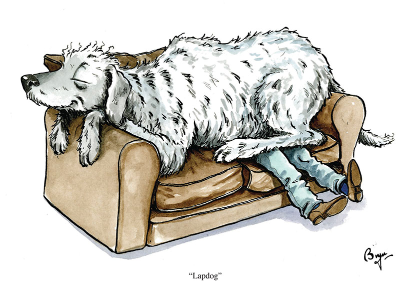 Lapdog