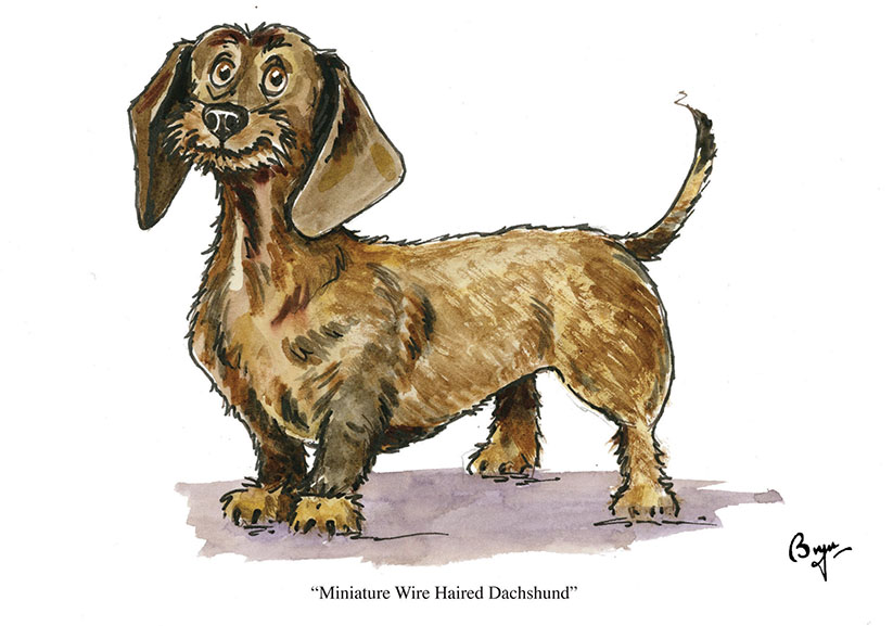 Wire Haired Dachshund