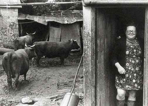 Olive Bennet and her Red Devon Cows, Cupper's Piece Beaford Devon 1979, Greeting Card