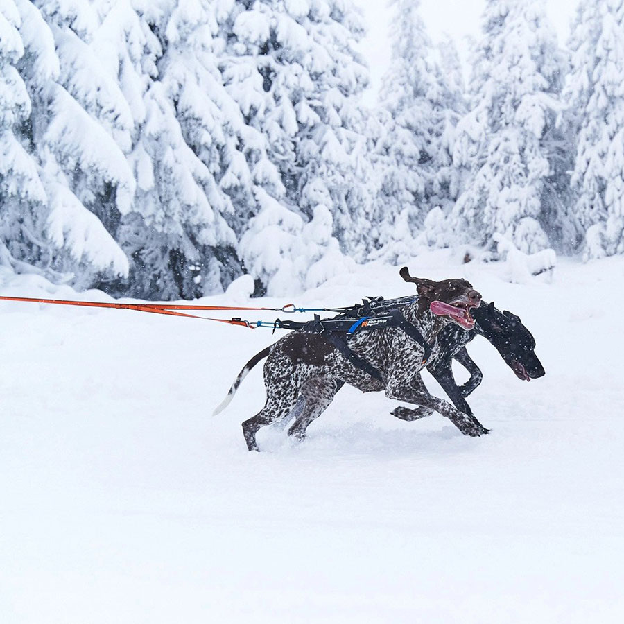Non-Stop Bungee leash double - 5